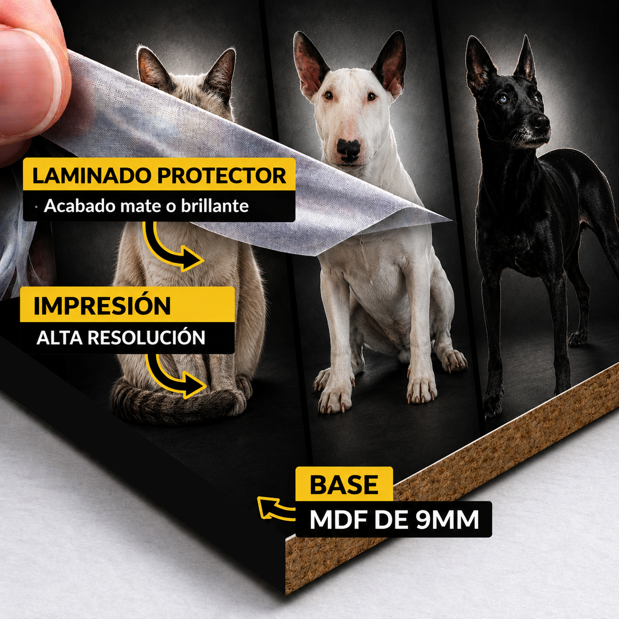Mascota - Fondo Negro - M3