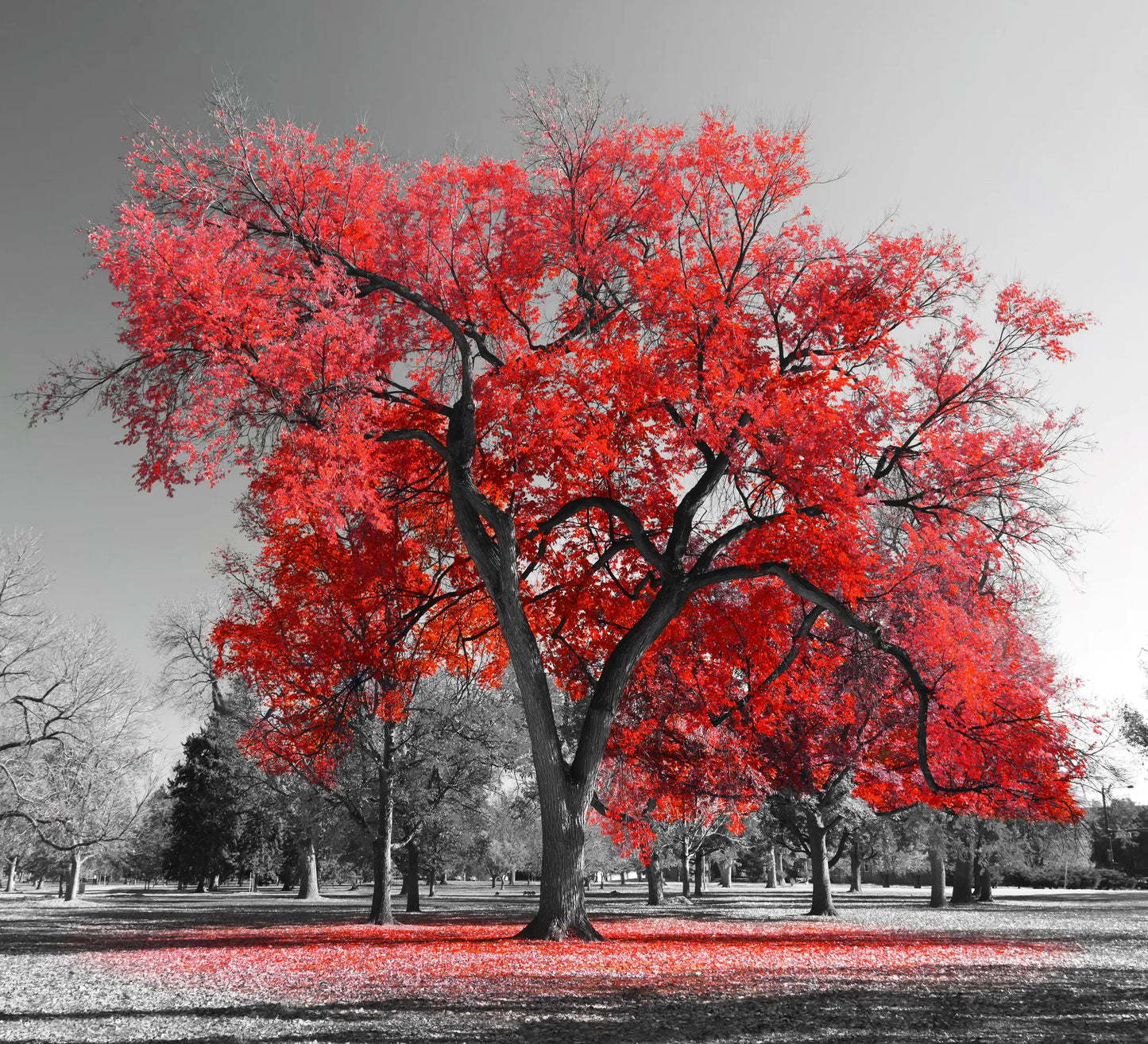 🟥 Contraste Rojo - BR # 22