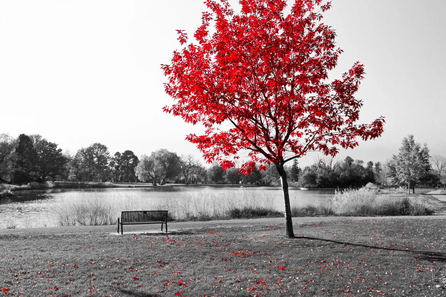 🟥 Contraste Rojo - BR # 32