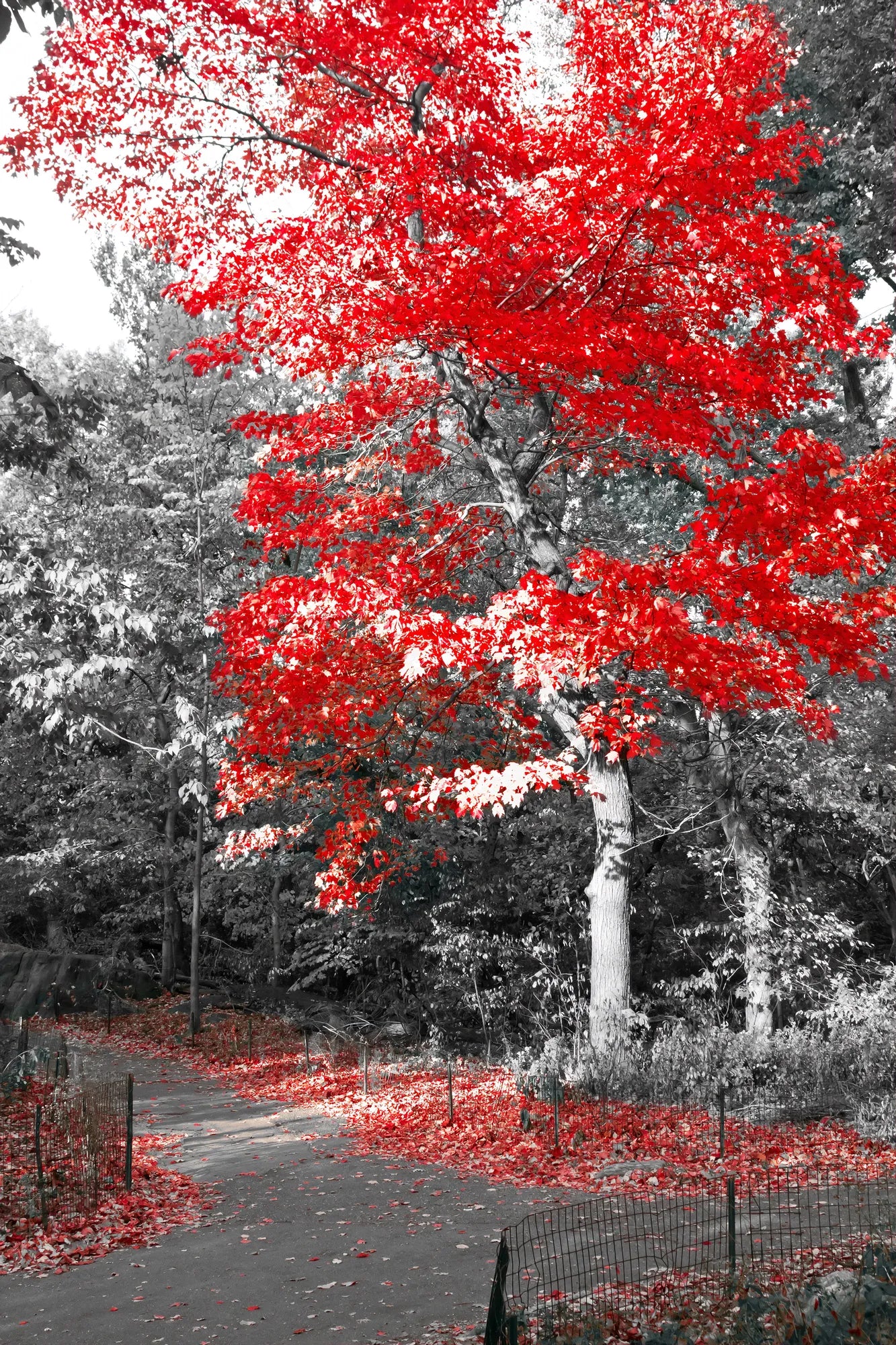 🟥 Contraste Rojo - BR # 6