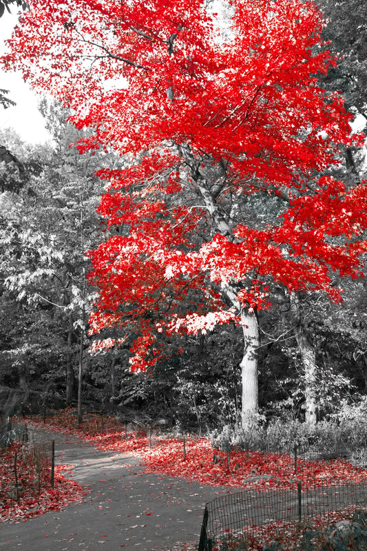 🟥 Contraste Rojo - BR # 6