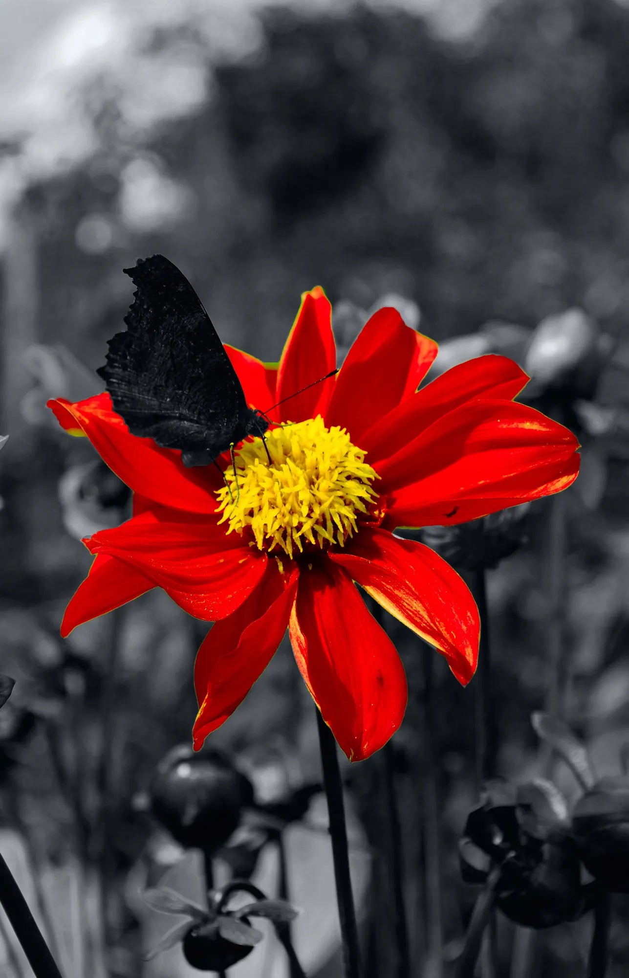 🟥 Contraste Rojo - BR # 7