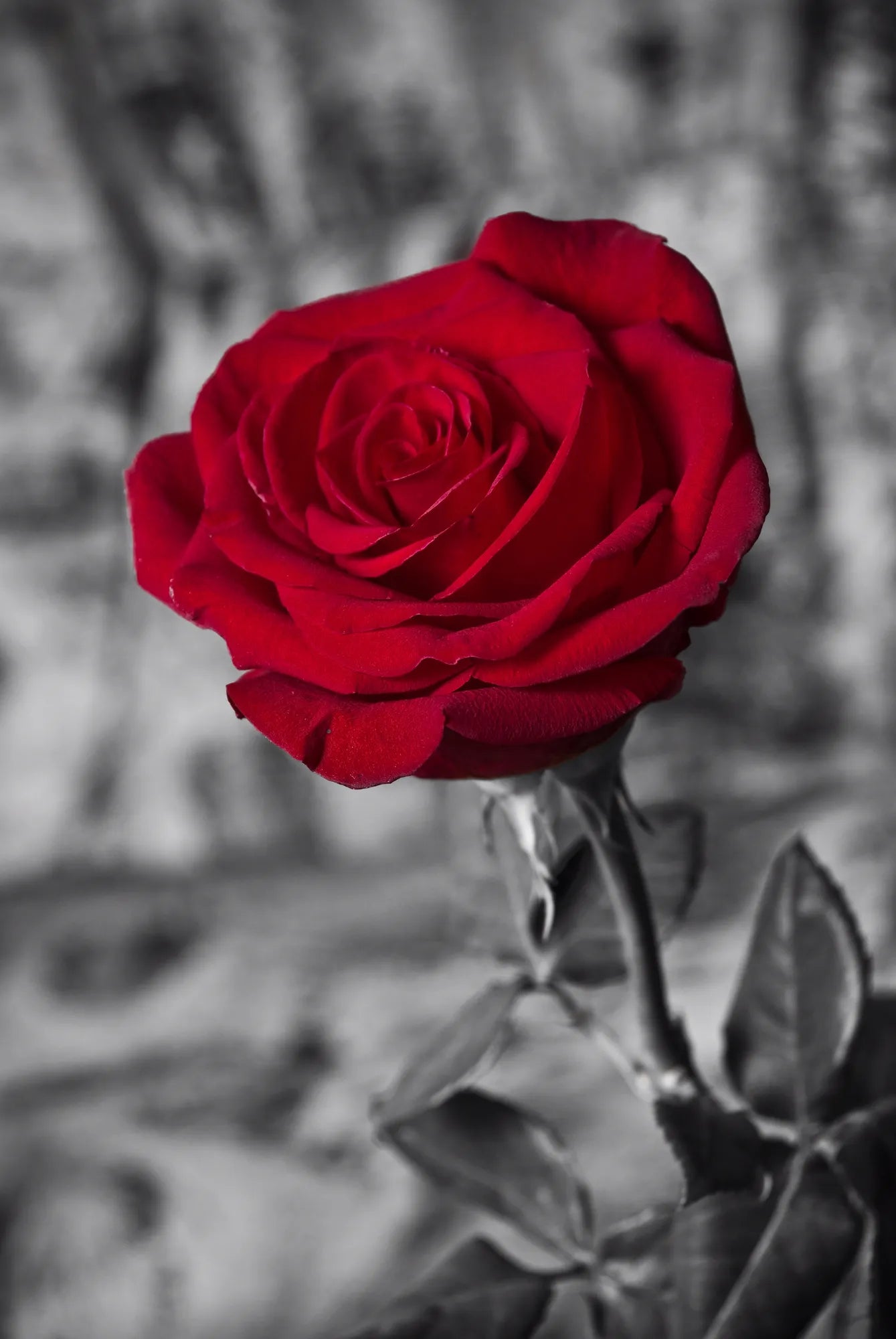 🟥 Contraste Rojo - BR # 8