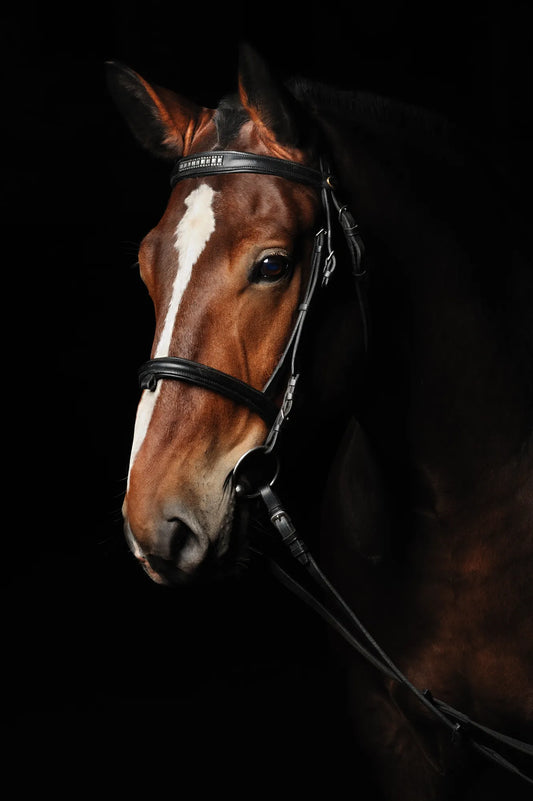 🐴 Cuadro Animales - AN # 11