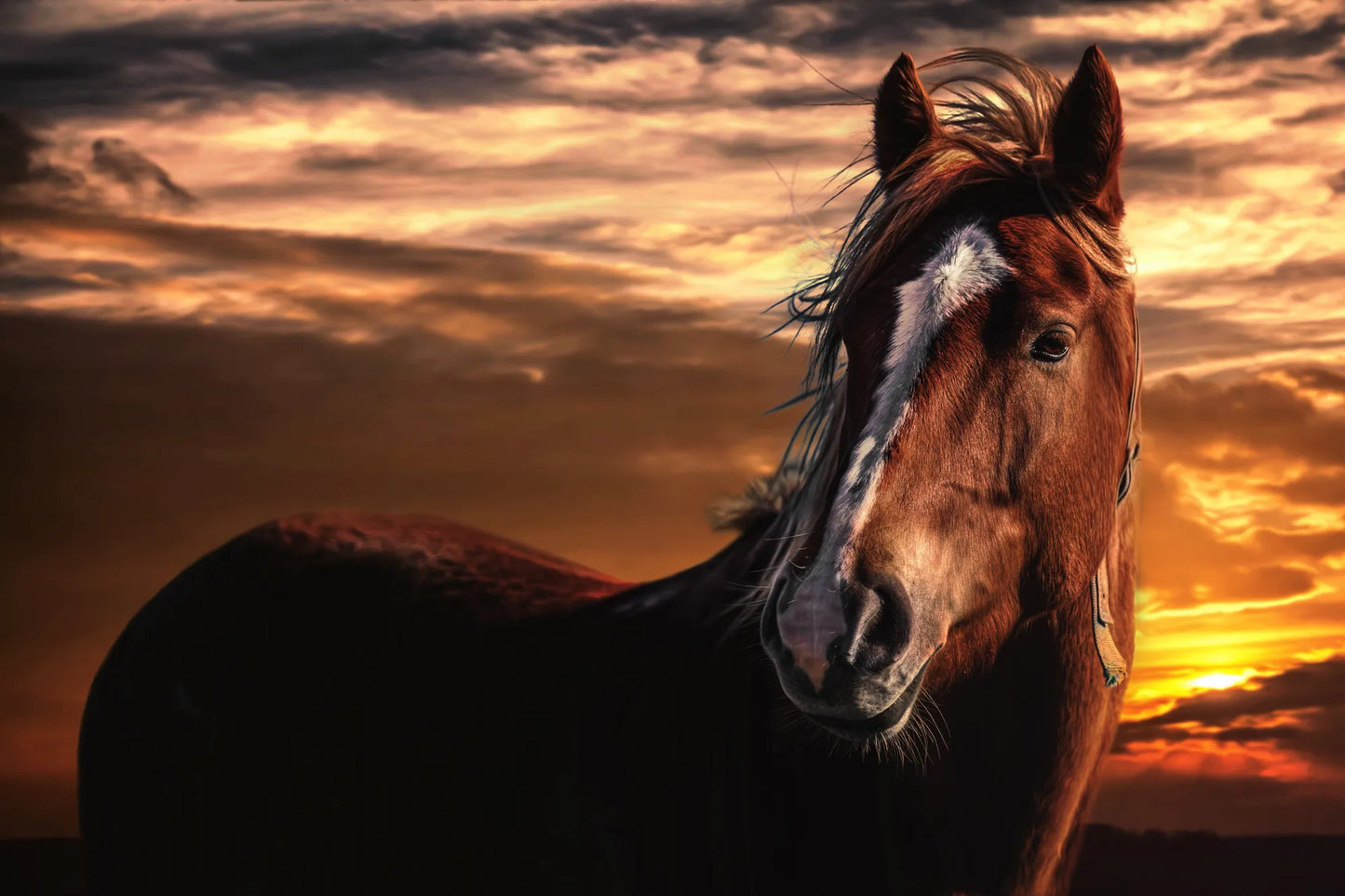 🐴 Cuadro Animales - AN # 12