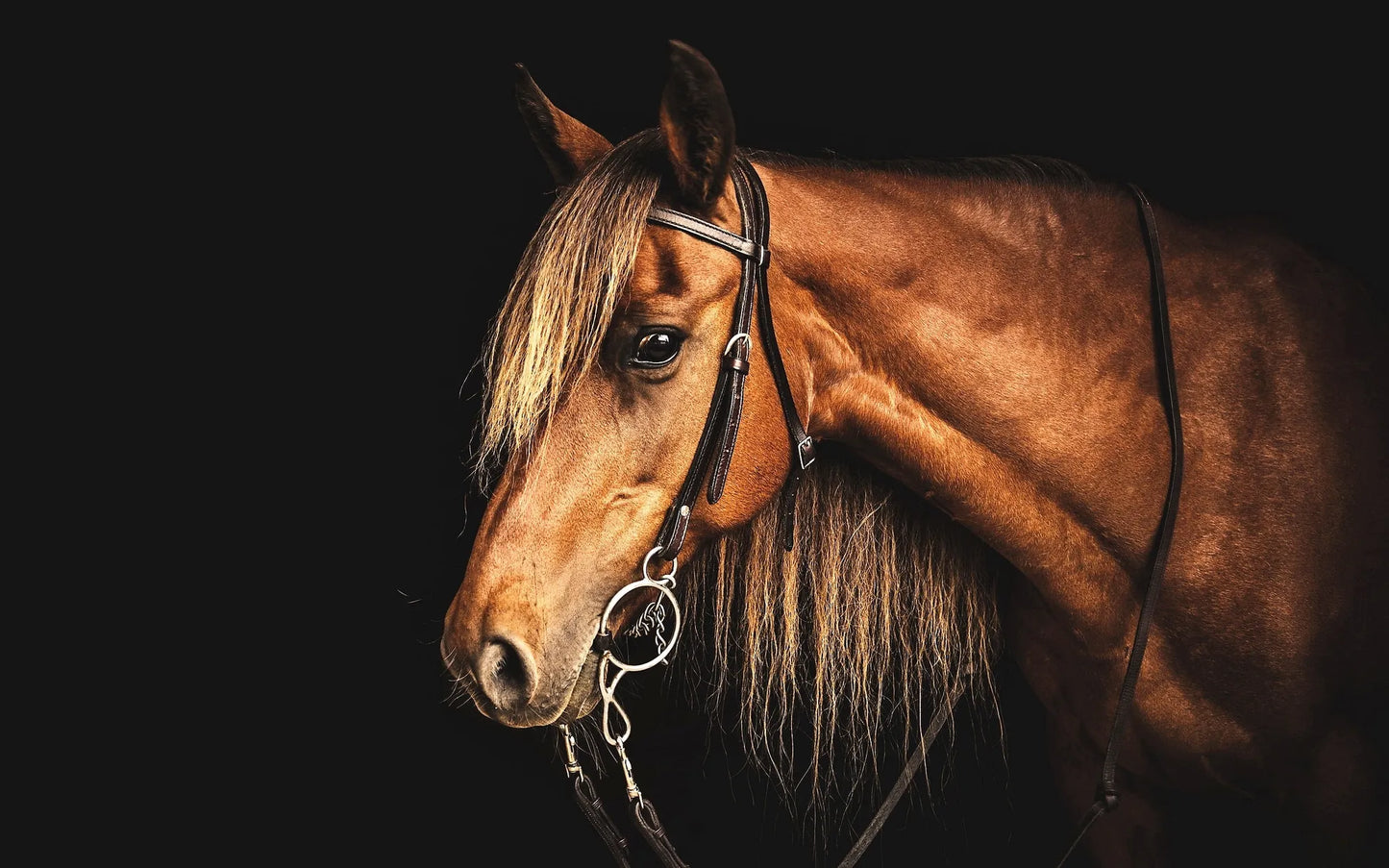 🐴 Cuadro Animales - AN # 13