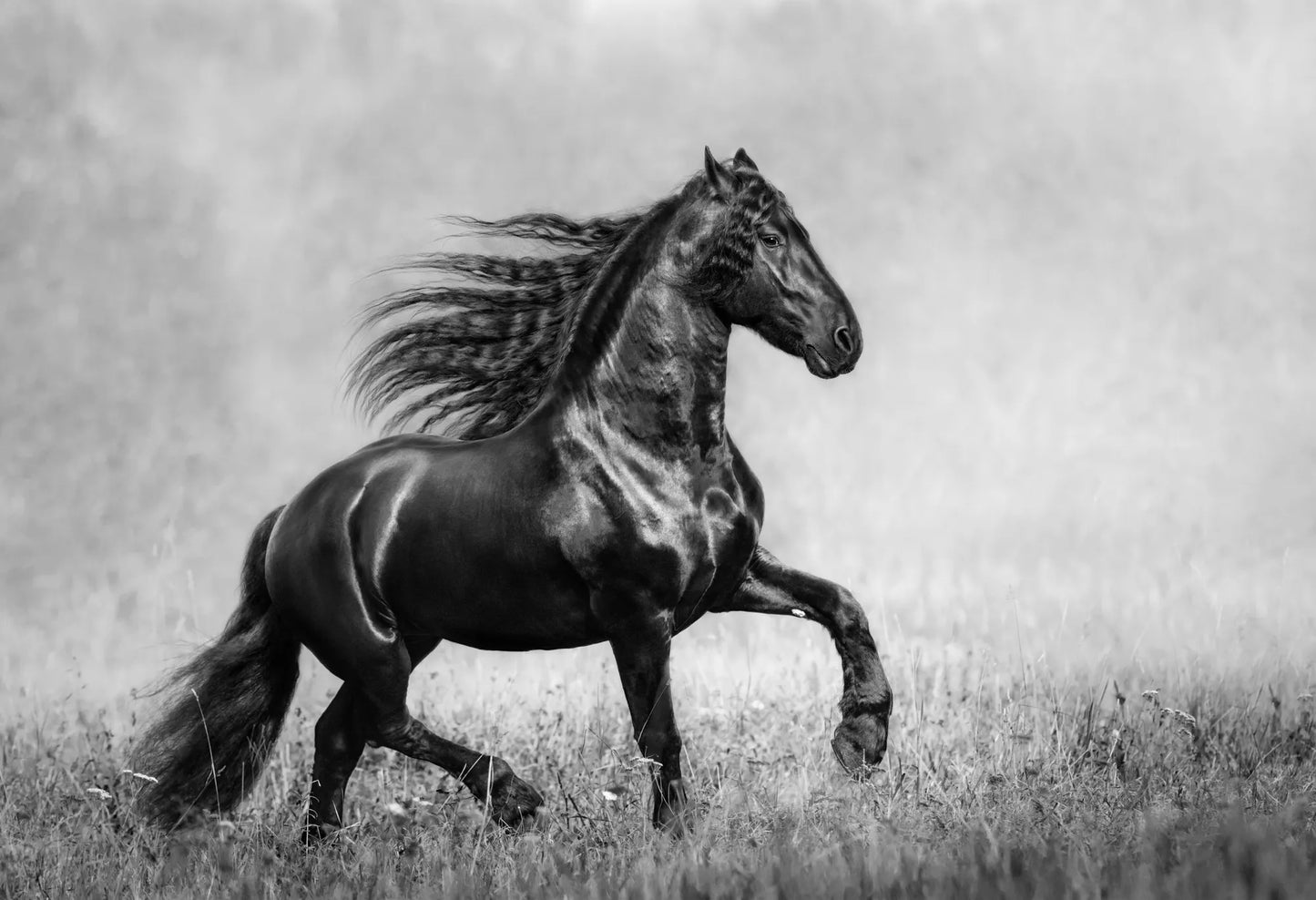 🐴 Cuadro Animales - AN # 14