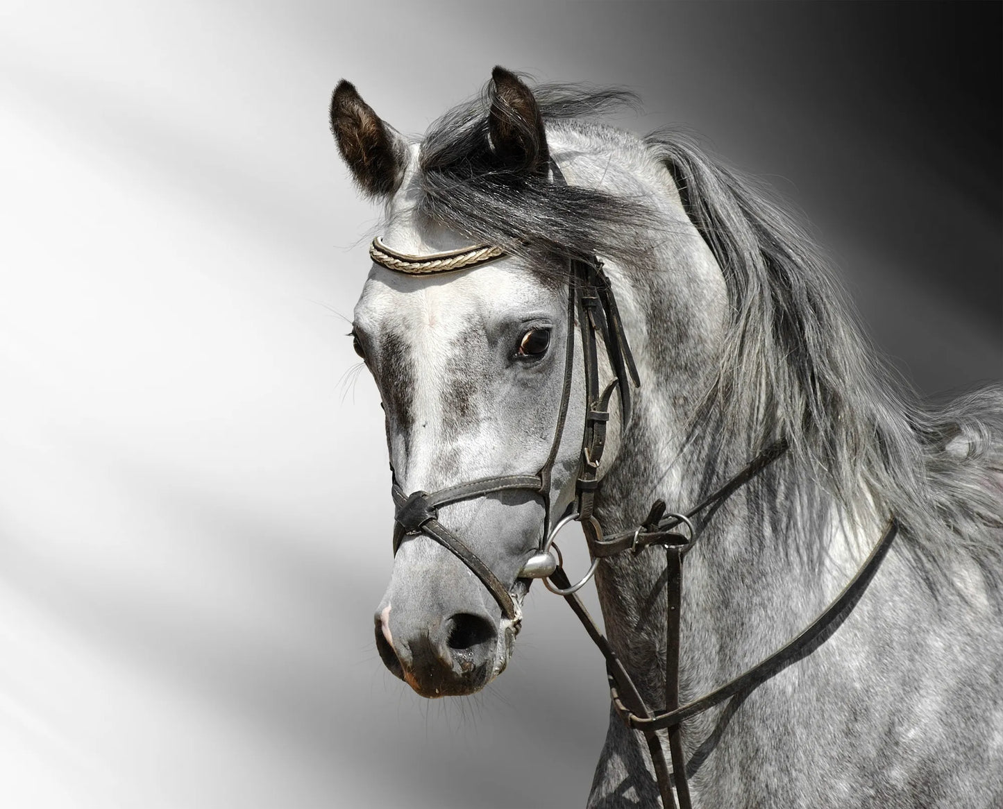 🐴 Cuadro Animales - AN # 15