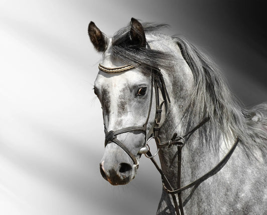 🐴 Cuadro Animales - AN # 15
