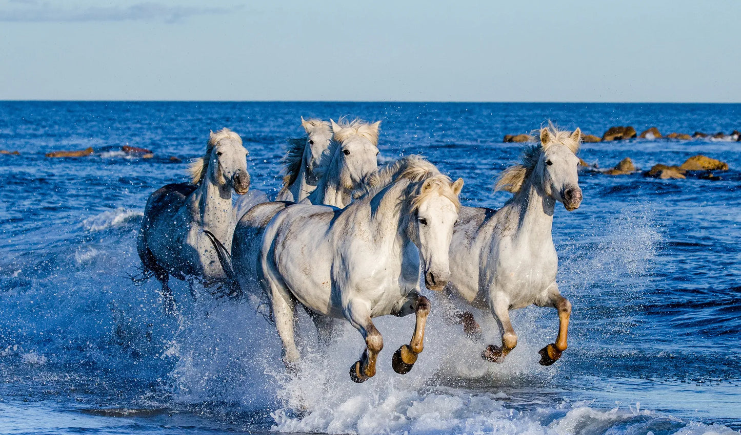 🐴 Cuadro Animales - AN # 16