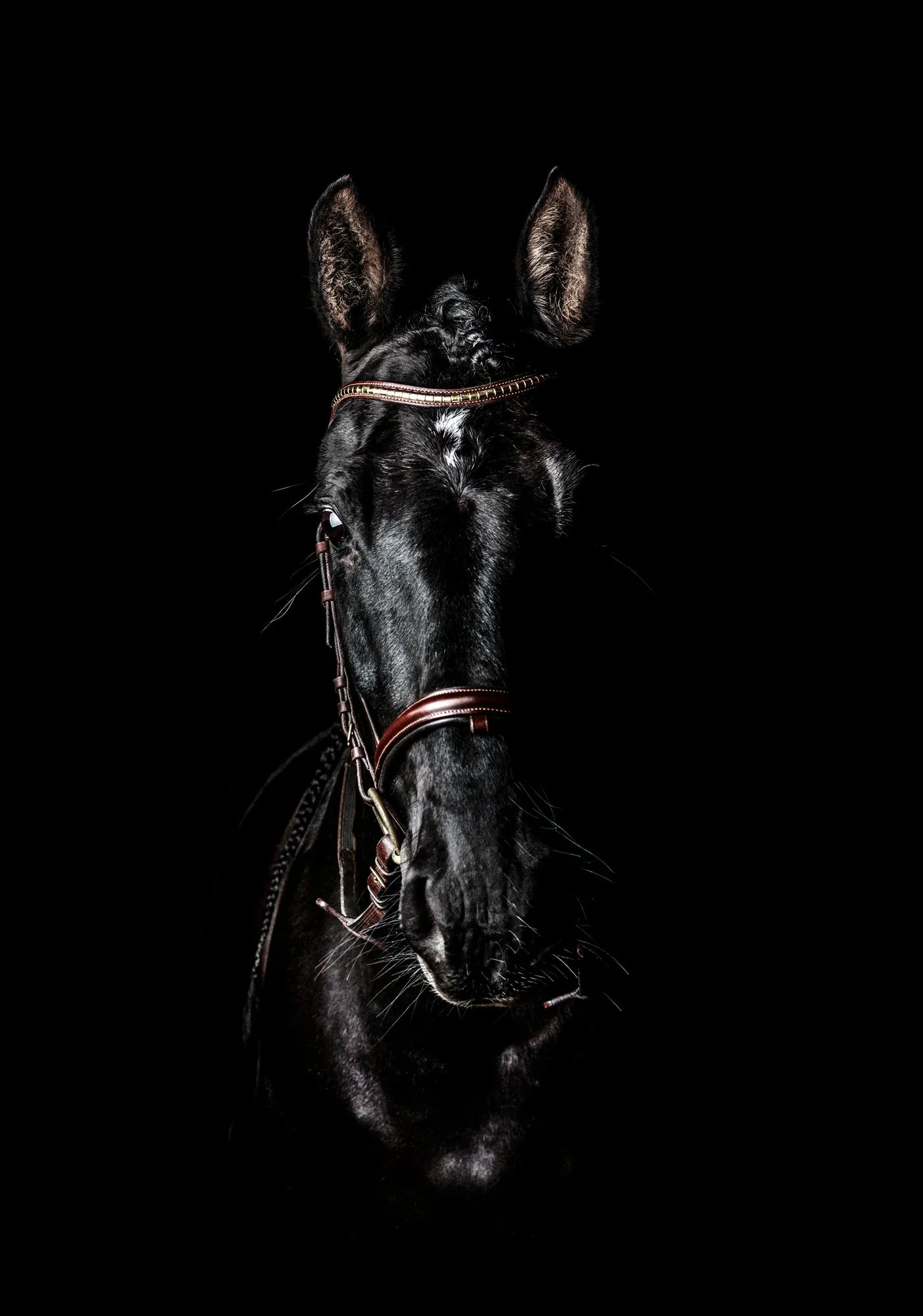 🐴 Cuadro Animales - AN # 17