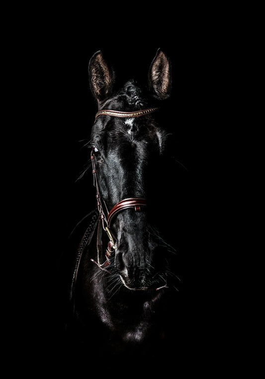 🐴 Cuadro Animales - AN # 17