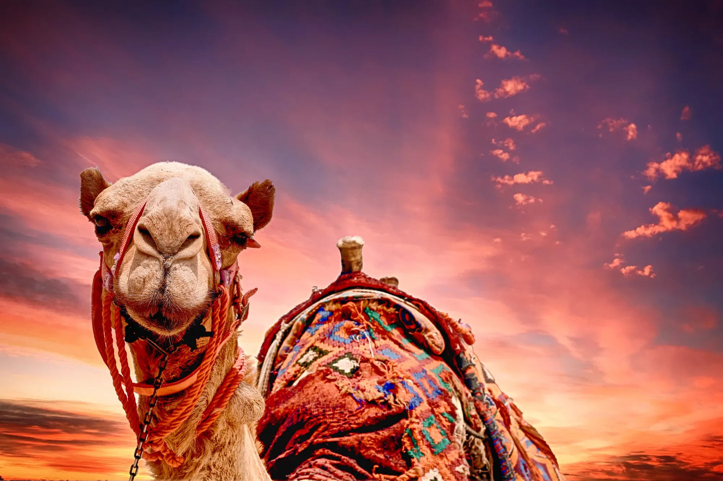 🐴 Cuadro Animales - AN # 22