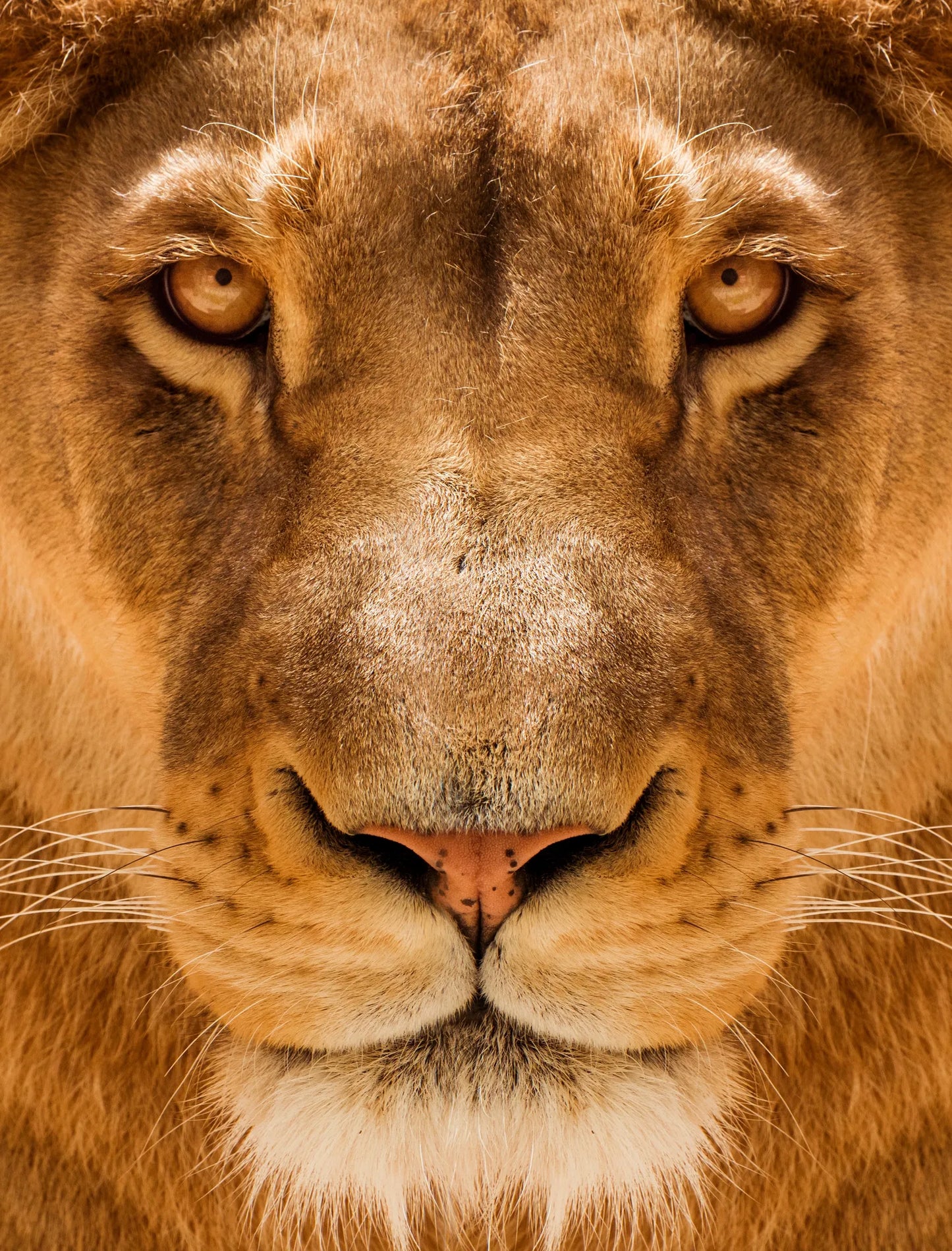 🐴 Cuadro Animales - AN # 53