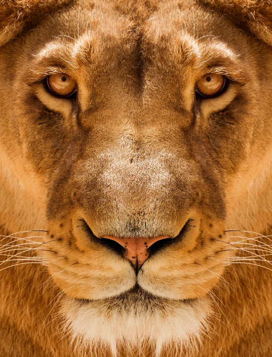 🐴 Cuadro Animales - AN # 53