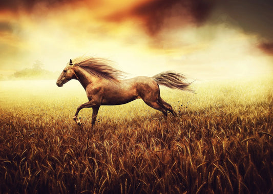 🐴 Cuadro Animales - AN # 8
