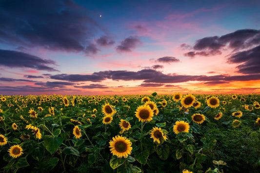🌸🌻 Flores - FL # 11