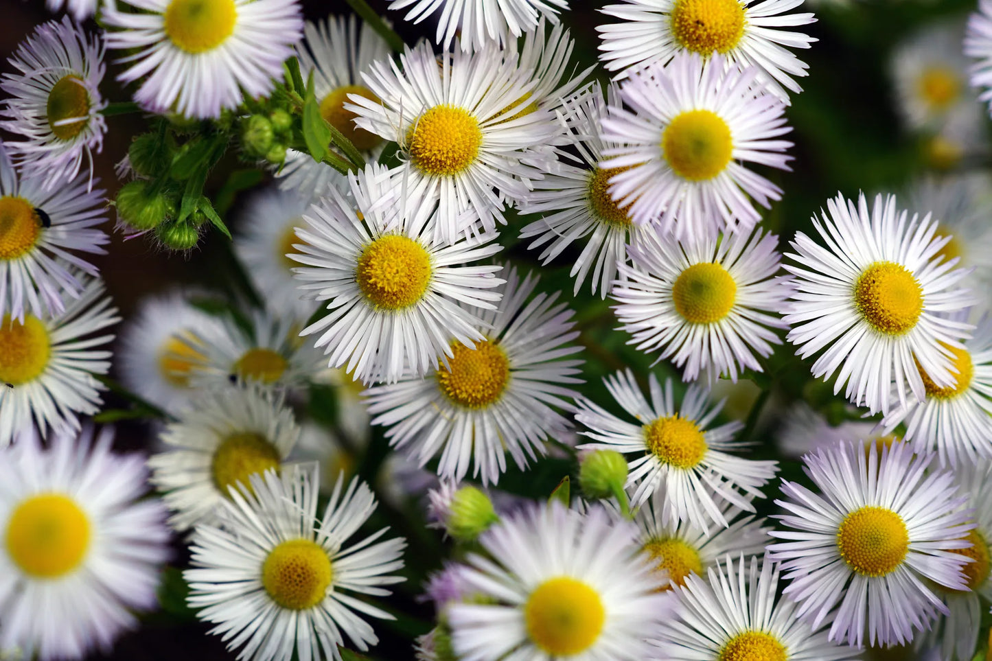 🌸🌻 Flores - FL # 20