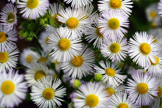 🌸🌻 Flores - FL # 20