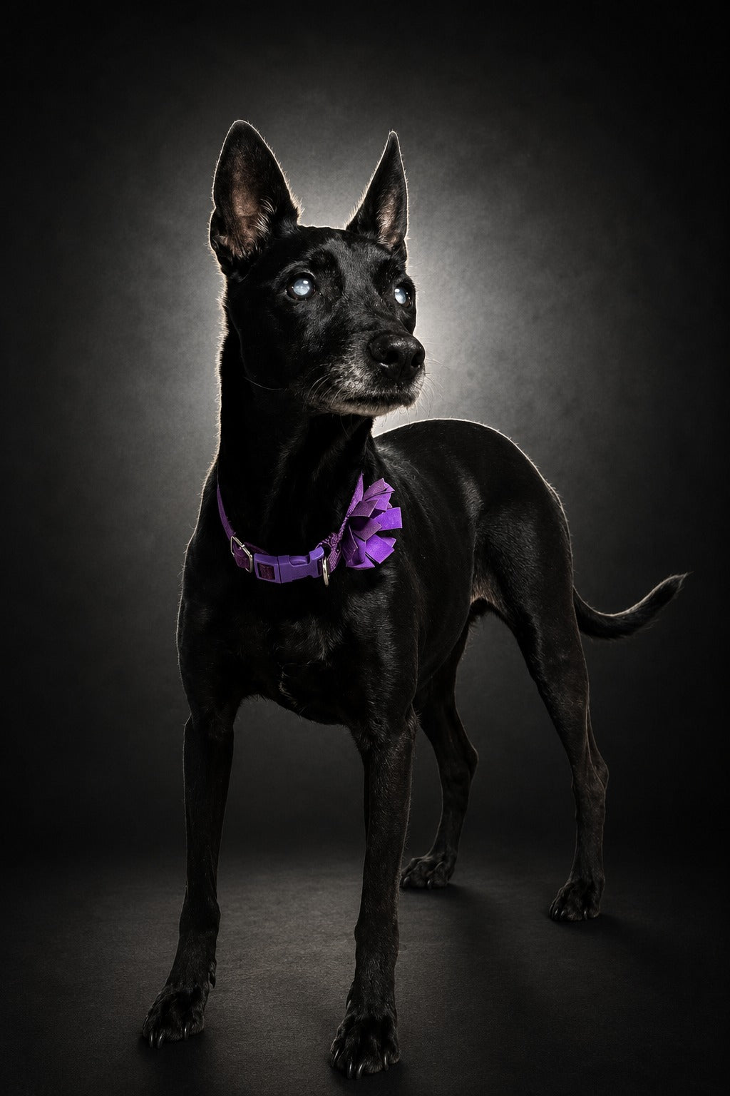 Mascota - Fondo Negro - M3