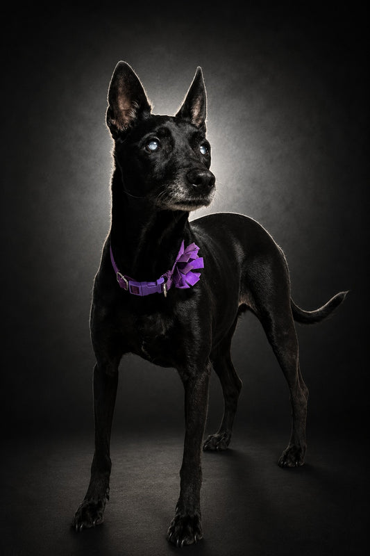 Mascota - Fondo Negro - M3