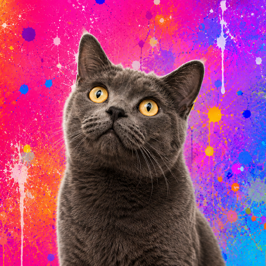 Mascota - Colores - M2
